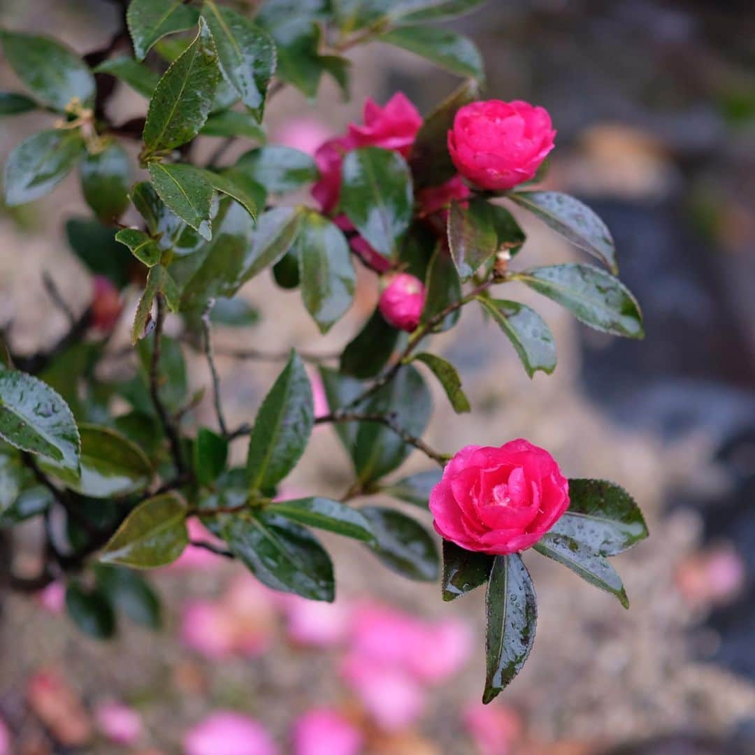 奈良 長谷寺 / nara hasederaのグルメインスタ