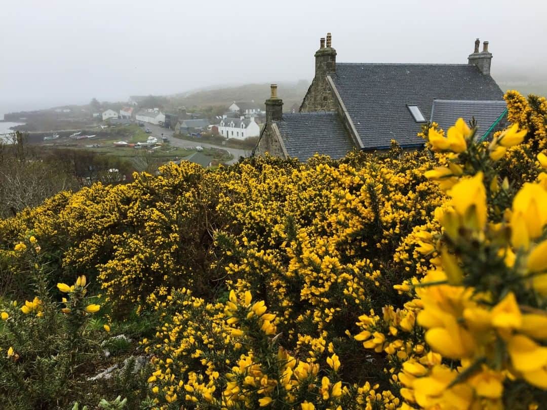 National Geographic Travelさんのインスタグラム写真 - (National Geographic TravelInstagram)「Photo by @amandamustard | Yellow gorse bushes coat a hillside overlooking homes on the island of Coll in the Scottish Hebrides. This peaceful, misty island is home to around 200 people and has only two main roads. You can reach Coll by ferry or propeller plane from the city of Oban.」1月17日 14時10分 - natgeotravel