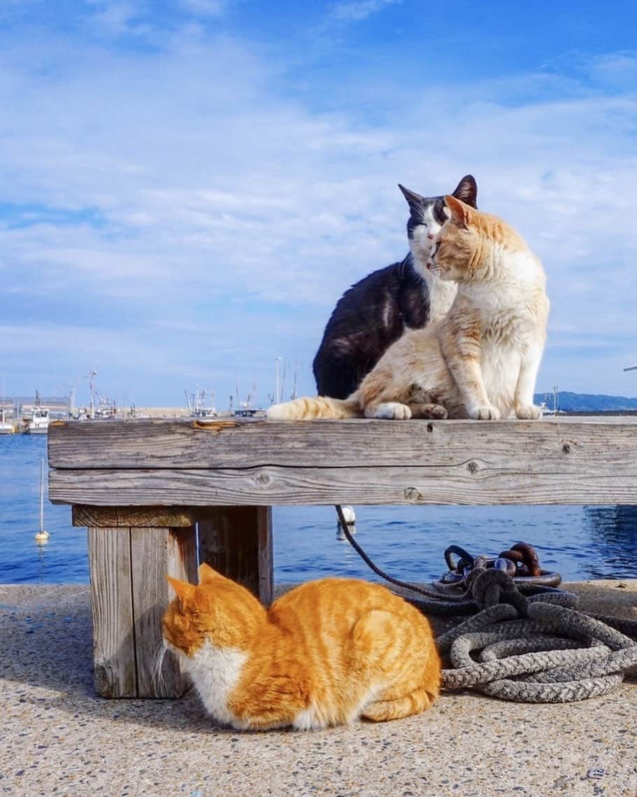 福岡市さんのインスタグラム写真 - (福岡市Instagram)「. 〈fukuokapics1月：猫のお出迎え（cats welcome everyone）〉 pick up photographer @bene_fukuoka . 福岡市西区にある玄界島🏝「ベイサイドプレイス博多埠頭」から約35分船に乗り到着します⛴漁業が盛んなこの島には、釣りや海水浴を楽しむ人々を中心に多くの観光客が訪れます😊✨ たくさんの猫が迎えてくれる島であることも有名🐱 都会の喧騒を離れ、ゆっくりと島で過ごす休日も良いものです👍 . location : GENKAI island（玄界島） . . hashtag : #fukuokapics . follow : @fukuoka_official . ーーーーーーーーーーーーーーーーーー 現在福岡市では、#fukuokapics 投稿作品からのピックアップと共に、「外国人から見た福岡の風景」と称し、当月担当の外国人カメラマンに撮影していただいた写真を月2～3回取り上げています！ 引き続き、皆さんからの素敵な投稿もお待ちしています。 ーーーーーーーーーーーーーーーーーー」1月17日 14時24分 - fukuoka_official