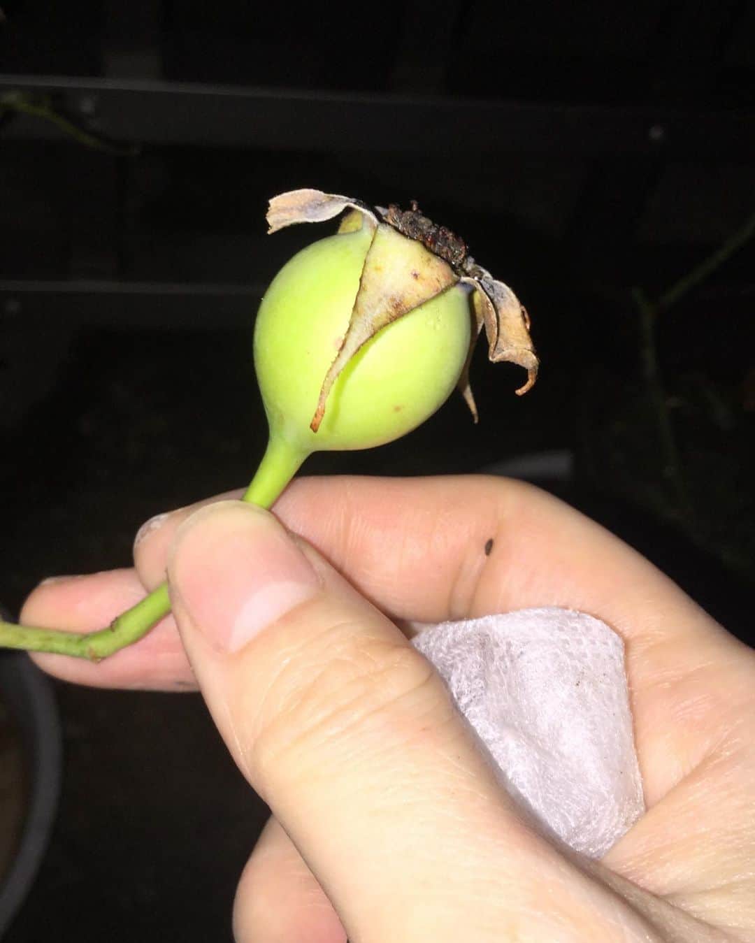 のインスタグラム：「素敵な薔薇と薔薇を掛け合わせて、オリジナルの薔薇を作りました。 巨大なローズヒップが実ってから７ヶ月。 いつ収穫してよいか、だんだんわからなくなり、枯れ始めてカビに似たようなものも出てきたので、ここいらで収穫。 中には沢山の種が出来ていました。 未熟なものもあるけれど、半分くらいは熟成された立派な種。 これを春に植えて、育てます。  どんな花が咲くか楽しみです！ #オリジナルローズ #rose #handmaderose #roseseed」