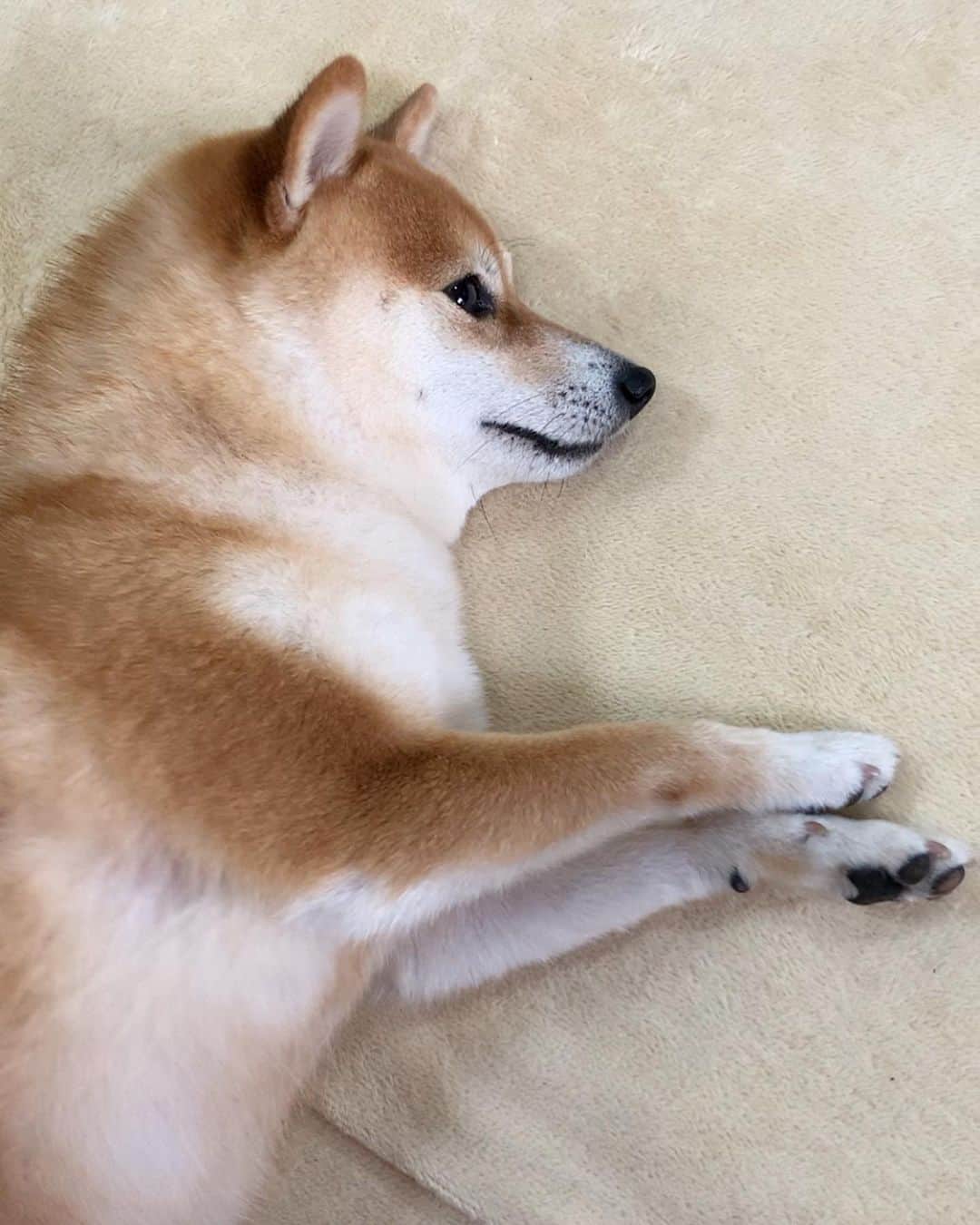 豆柴 サニーちゃんさんのインスタグラム写真 - (豆柴 サニーちゃんInstagram)「. . HELLO〜こんにちわん🐻🌷 . さにちゃんとまったりタイム💓 綺麗な横顔✨可愛いな〜 . . おチビちゃんは離れたところで おもちゃをハムハムしていたよ🐶 . . #なでなでお願いします #まったり #横顔美人 #食パンカラー #美味しそうだなぁ #もふもふ #首太族 . #柴犬#豆柴 #赤柴 #まめしばいぬ#まめしば#いぬのきもち#ふわもこ部 #サンデイ#サンデイいぬ組#anicas#shiba_snap #shibainu#shiba#mameshiba#shibastagram #mameshibapuppy#shibapuppy #豆柴サニーちゃん#豆柴ラムちゃん#さにらむたん #さにらむ2020」1月17日 15時22分 - sunny_rei_32