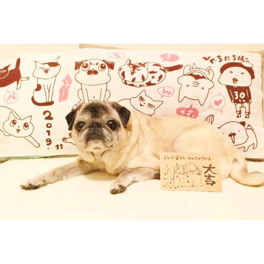 八兵衛のインスタグラム：「Tenugui (Japanese towel)🐶🐱💕 @higuchi_nichiho  @higu_nichi * * ひぐち先生の 30th手ぬぐいの再販で 運良くゲットできました😭🙌 ありがとうございます❤️ 大吉おみくじ🤤💕 * * #ひぐち手ぬぐい  #ほぼ黒パグ #おじいちゃん犬 #pug #puggy #puglife #puglove #petstagram #pugstagram #pugsofinstagram #pugs #dog #ふわもこ部  @igersjp #IGersJP #east_dog_japan #pecoイヌ部 #八兵衛 #はちべえ #朝ワンコ夕ニャンコ」