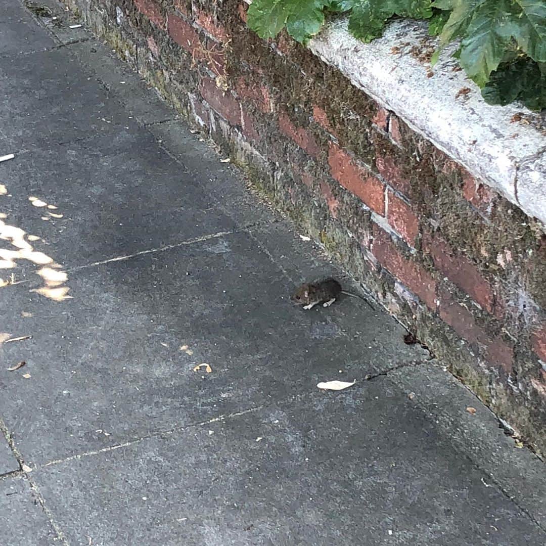 岡倫之さんのインスタグラム写真 - (岡倫之Instagram)「There are not many rats in Japan, but there are many cockroaches.  I hate both. 🐀 🦗 イギリスではゴキブリの代わりに鼠をよく見る。 どちらにせよ最悪の光景である。 #GOK #GreatOKharn #UK #england #Portsmouth #overseasexpedition #overseaslife #britishlife #overseasscenery #britishscenery #オーカーン #英国 #イギリス #イングランド #ポーツマス #海外遠征  #海外生活  #イギリス生活 #海外の風景 #イギリスの風景  #鼠」1月17日 16時04分 - great_o_khan