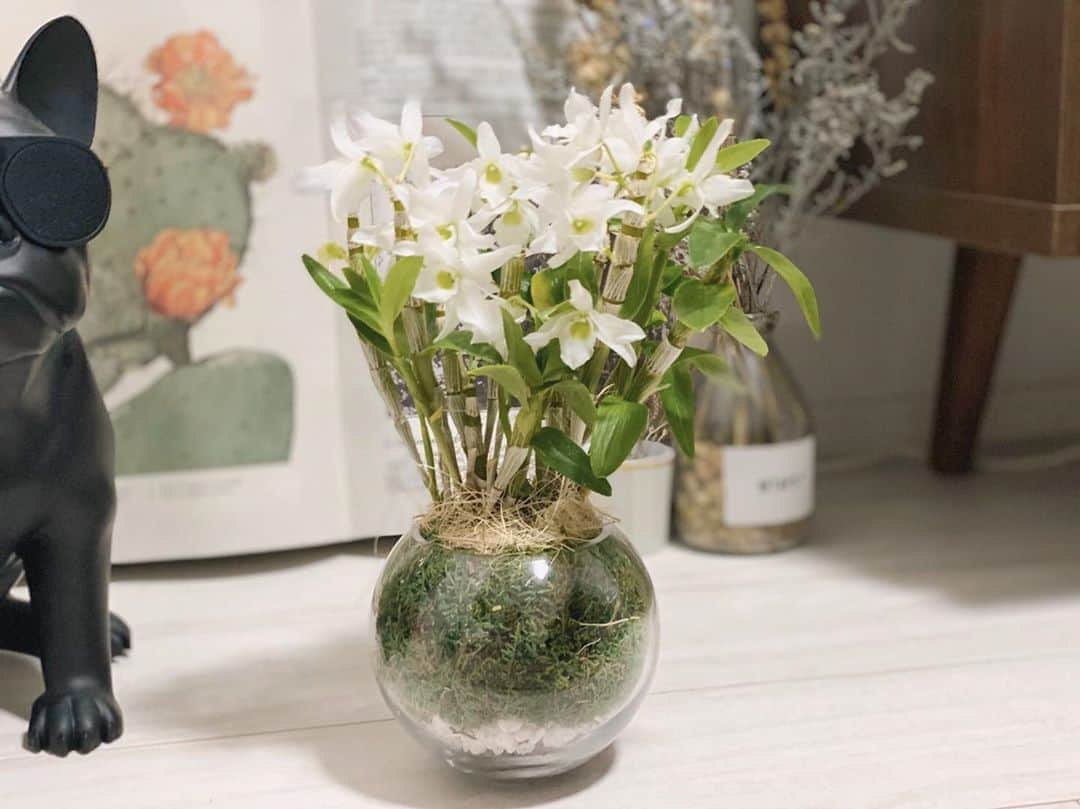 真奈さんのインスタグラム写真 - (真奈Instagram)「. 01/16のお花💐 デンドロビウムの花言葉が わがままな美人🌹 で、嬉しそうにままが 贈ってくれた😂（笑） 大切に育てよう〜🥰 . #デンドロビウム #花言葉」1月17日 16時31分 - manatmnt0116