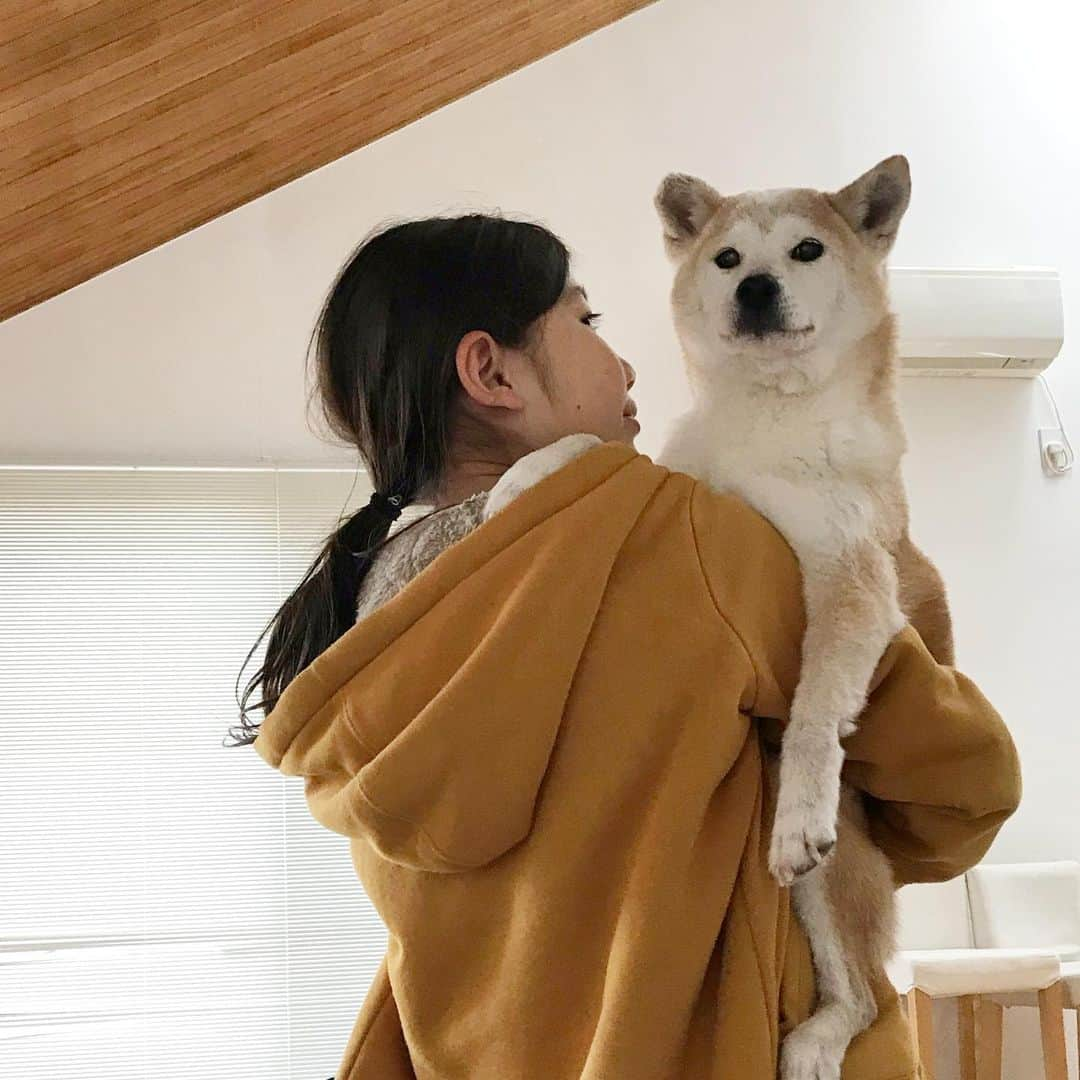 柴犬リリコさんのインスタグラム写真 - (柴犬リリコInstagram)「帰宅したねぇね👧🏻に赤ちゃん抱っこ🤱🏻で連行されるの巻🐶💦 #まんざらでもない」1月17日 16時42分 - ke_rock_