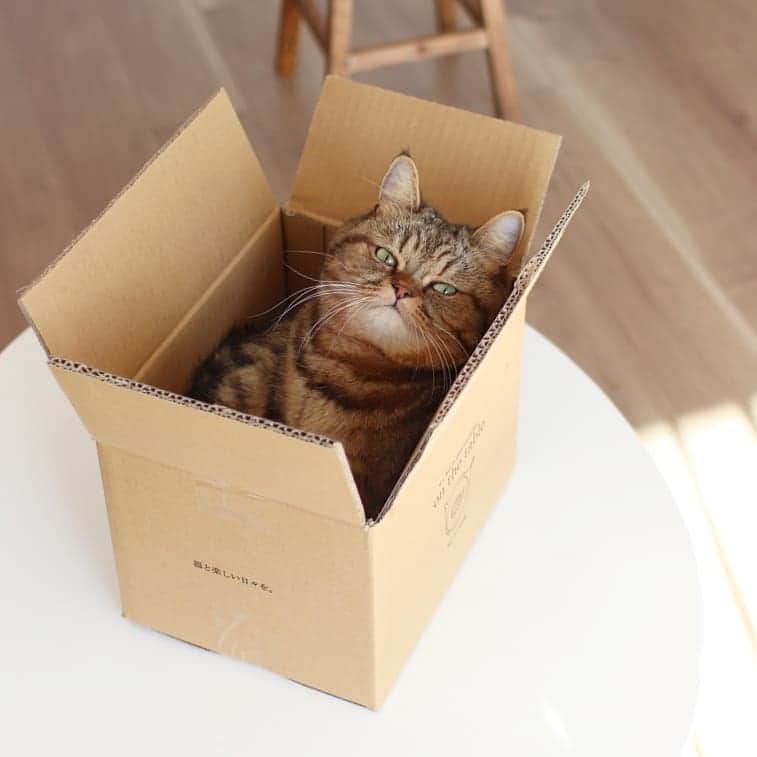 寅次郎（とらちゃん）さんのインスタグラム写真 - (寅次郎（とらちゃん）Instagram)「☆ It is a delivery . お届け物で～す🚚📦 . #catsinboxes #onthetable . .」1月17日 16時45分 - torachanthecat