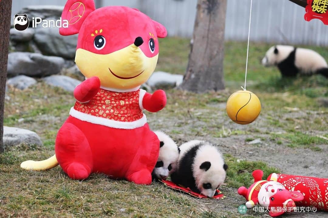 iPandaさんのインスタグラム写真 - (iPandaInstagram)「On January 17, one of the cutest festive events to celebrate the approaching Chinese New Year was held in Wolong, Sichuan province. 20 baby pandas born in 2019 made group debut at the Shenshuping panda base of the China Conservation and Research Centre for the Giant Panda. They were taken family photos in the arms of the panda breeders, who extended their best Chinese New Year wishes. 🐼 🐾 🐼 #PandaNews #HappyChineseNewYear #panda #ipanda #animal #pet #adorable #China #travel #pandababy #cute #photooftheday #Sichuan #cutepanda #animalphotography #cuteness #cutenessoverload #giantpandatsi」1月17日 16時48分 - ipandachannel