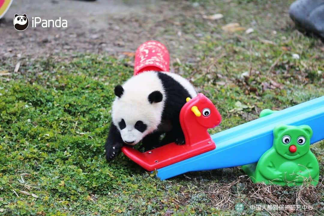 iPandaさんのインスタグラム写真 - (iPandaInstagram)「On January 17, one of the cutest festive events to celebrate the approaching Chinese New Year was held in Wolong, Sichuan province. 20 baby pandas born in 2019 made group debut at the Shenshuping panda base of the China Conservation and Research Centre for the Giant Panda. They were taken family photos in the arms of the panda breeders, who extended their best Chinese New Year wishes. 🐼 🐾 🐼 #PandaNews #HappyChineseNewYear #panda #ipanda #animal #pet #adorable #China #travel #pandababy #cute #photooftheday #Sichuan #cutepanda #animalphotography #cuteness #cutenessoverload #giantpandatsi」1月17日 16時48分 - ipandachannel