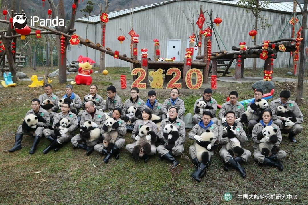 iPandaさんのインスタグラム写真 - (iPandaInstagram)「On January 17, one of the cutest festive events to celebrate the approaching Chinese New Year was held in Wolong, Sichuan province. 20 baby pandas born in 2019 made group debut at the Shenshuping panda base of the China Conservation and Research Centre for the Giant Panda. They were taken family photos in the arms of the panda breeders, who extended their best Chinese New Year wishes. 🐼 🐾 🐼 #PandaNews #HappyChineseNewYear #panda #ipanda #animal #pet #adorable #China #travel #pandababy #cute #photooftheday #Sichuan #cutepanda #animalphotography #cuteness #cutenessoverload #giantpandatsi」1月17日 16時48分 - ipandachannel