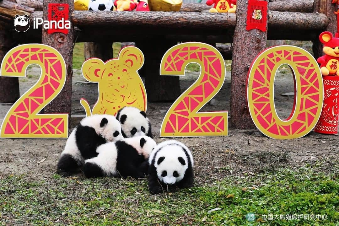 iPandaさんのインスタグラム写真 - (iPandaInstagram)「On January 17, one of the cutest festive events to celebrate the approaching Chinese New Year was held in Wolong, Sichuan province. 20 baby pandas born in 2019 made group debut at the Shenshuping panda base of the China Conservation and Research Centre for the Giant Panda. They were taken family photos in the arms of the panda breeders, who extended their best Chinese New Year wishes. 🐼 🐾 🐼 #PandaNews #HappyChineseNewYear #panda #ipanda #animal #pet #adorable #China #travel #pandababy #cute #photooftheday #Sichuan #cutepanda #animalphotography #cuteness #cutenessoverload #giantpandatsi」1月17日 16時48分 - ipandachannel