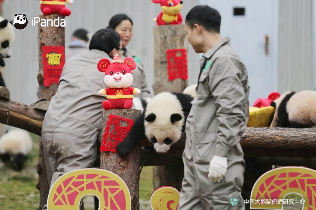 iPandaさんのインスタグラム写真 - (iPandaInstagram)「On January 17, one of the cutest festive events to celebrate the approaching Chinese New Year was held in Wolong, Sichuan province. 20 baby pandas born in 2019 made group debut at the Shenshuping panda base of the China Conservation and Research Centre for the Giant Panda. They were taken family photos in the arms of the panda breeders, who extended their best Chinese New Year wishes. 🐼 🐾 🐼 #PandaNews #HappyChineseNewYear #panda #ipanda #animal #pet #adorable #China #travel #pandababy #cute #photooftheday #Sichuan #cutepanda #animalphotography #cuteness #cutenessoverload #giantpandatsi」1月17日 16時48分 - ipandachannel