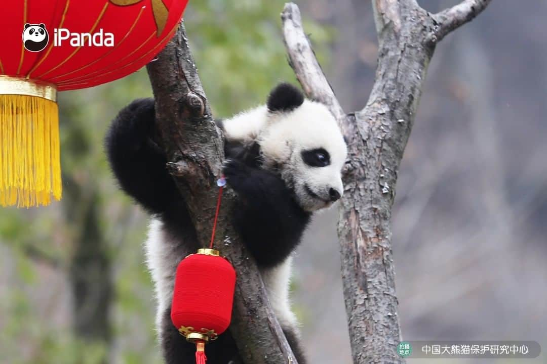 iPandaさんのインスタグラム写真 - (iPandaInstagram)「On January 17, one of the cutest festive events to celebrate the approaching Chinese New Year was held in Wolong, Sichuan province. 20 baby pandas born in 2019 made group debut at the Shenshuping panda base of the China Conservation and Research Centre for the Giant Panda. They were taken family photos in the arms of the panda breeders, who extended their best Chinese New Year wishes. 🐼 🐾 🐼 #PandaNews #HappyChineseNewYear #panda #ipanda #animal #pet #adorable #China #travel #pandababy #cute #photooftheday #Sichuan #cutepanda #animalphotography #cuteness #cutenessoverload #giantpandatsi」1月17日 16時48分 - ipandachannel