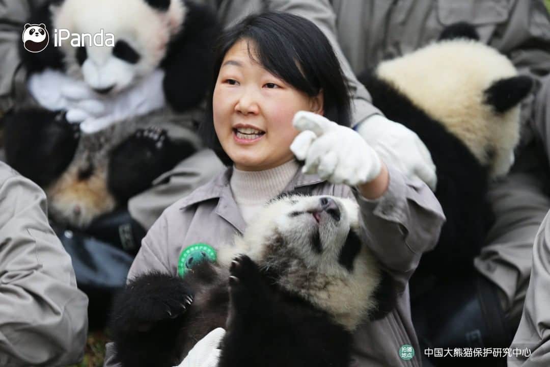 iPandaさんのインスタグラム写真 - (iPandaInstagram)「On January 17, one of the cutest festive events to celebrate the approaching Chinese New Year was held in Wolong, Sichuan province. 20 baby pandas born in 2019 made group debut at the Shenshuping panda base of the China Conservation and Research Centre for the Giant Panda. They were taken family photos in the arms of the panda breeders, who extended their best Chinese New Year wishes. 🐼 🐾 🐼 #PandaNews #HappyChineseNewYear #panda #ipanda #animal #pet #adorable #China #travel #pandababy #cute #photooftheday #Sichuan #cutepanda #animalphotography #cuteness #cutenessoverload #giantpandatsi」1月17日 16時48分 - ipandachannel