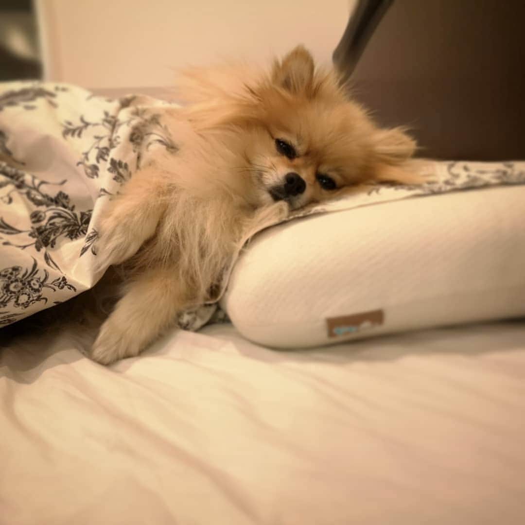 真壁伸弥さんのインスタグラム写真 - (真壁伸弥Instagram)「#今日のポルテ  眠い。 #眠い犬  #ポメラニアン #ポメラニアン部  #ポメラニアンが世界一可愛い  #犬のきもち  #犬のカタログ  #tarzan」1月17日 17時59分 - makaberian5