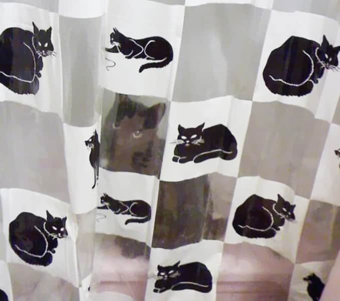9GAGさんのインスタグラム写真 - (9GAGInstagram)「Cat-mouflage @meowed #cat #camouflage #9gag」1月17日 18時04分 - 9gag