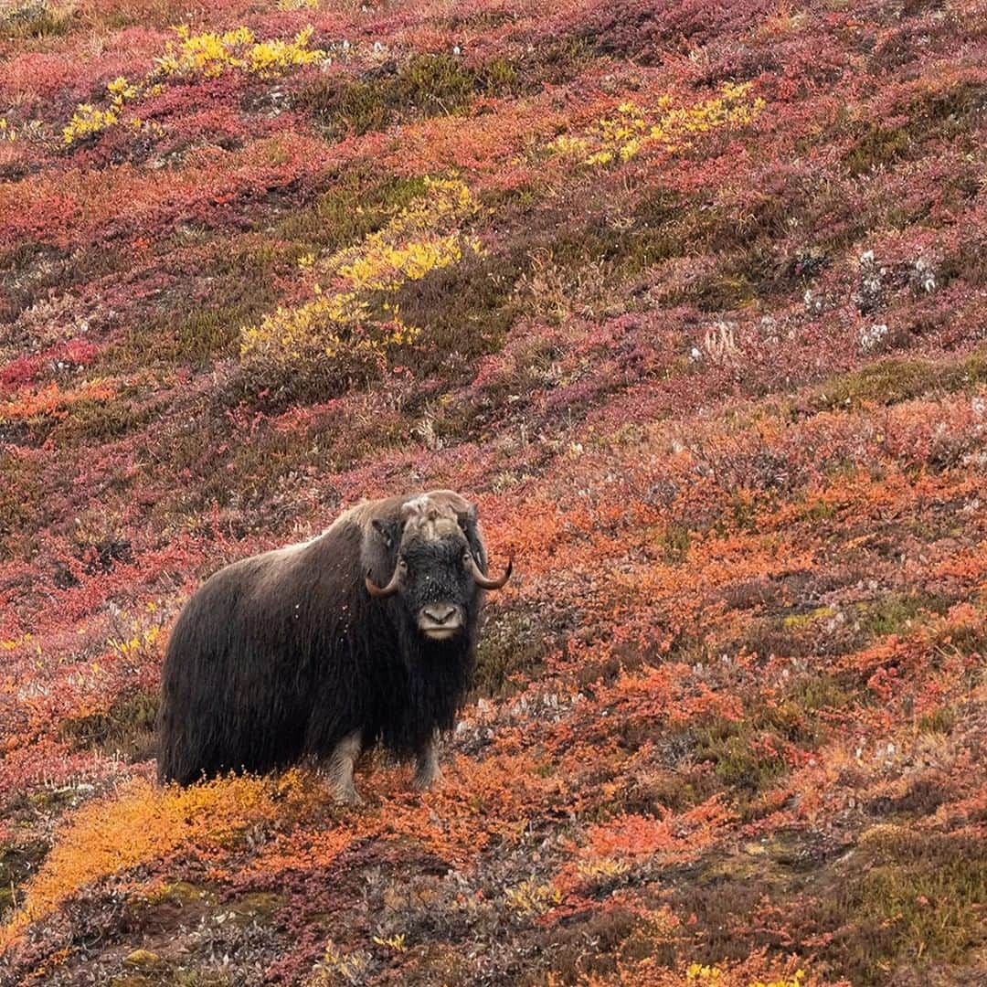 National Geographic Travelさんのインスタグラム写真 - (National Geographic TravelInstagram)「Photo by @daisygilardini | Due to Scoresby Sund’s remote location off the eastern coast of Greenland, it’s still possible to see wild muskox grazing on the tundra.  Muskox, together with reindeer and bison, are among the few animal species that survived the last glacial era. Their name is derived from the strong, musky odor they give off during the mating season. Follow me @DaisyGilardini for more images and stories behind the scenes. #muskox #greenland #scoresbysund #wildlifephotography」1月17日 18時08分 - natgeotravel