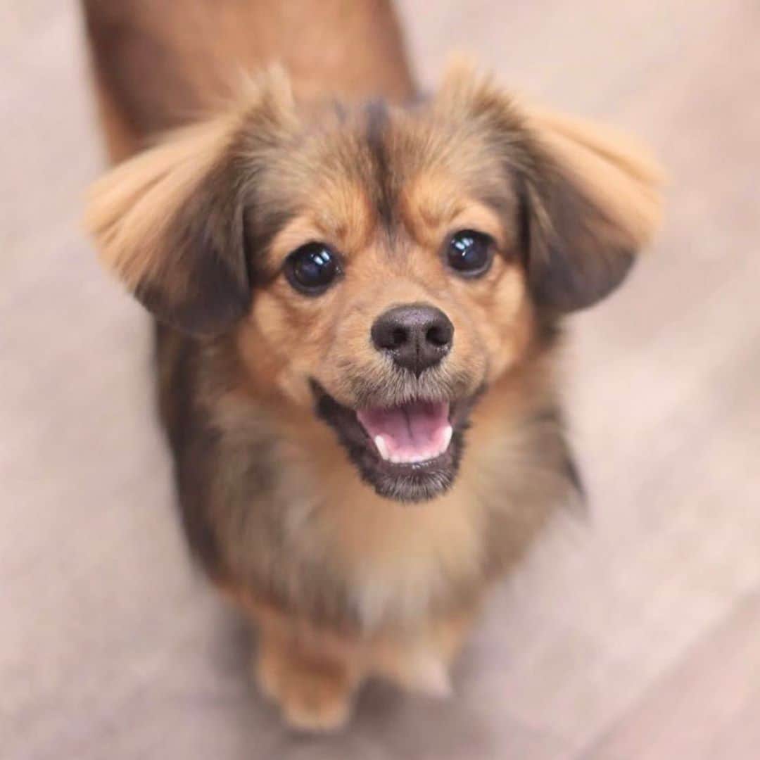 ゆがつくひとのインスタグラム：「. 連載許可頂いたから載せる🐶🎀🍼 . 本当この写真今までの写真で いっちばん可愛すぎて叫んだ。。笑 . この日はお店で1番まろが好きな お姉さんが担当してくれたから こんな可愛い写真がとれたのかな🥺💕 . またお願いしよう:( ´つ_⊂`):💞💞 . #可愛すぎて辛い #満面の笑み  #可愛すぎてやばい #天使  #トリミング #愛犬ヴィレッジ  #トリミング終わり #世界一可愛い  #mix犬 #女の子 #親バカ部  #イッヌ  #わんこのいる生活 #わんこのいる暮らし  #わんこなしでは生きていけません会  #いぬすたぐらむ #シークス #シーダックス」