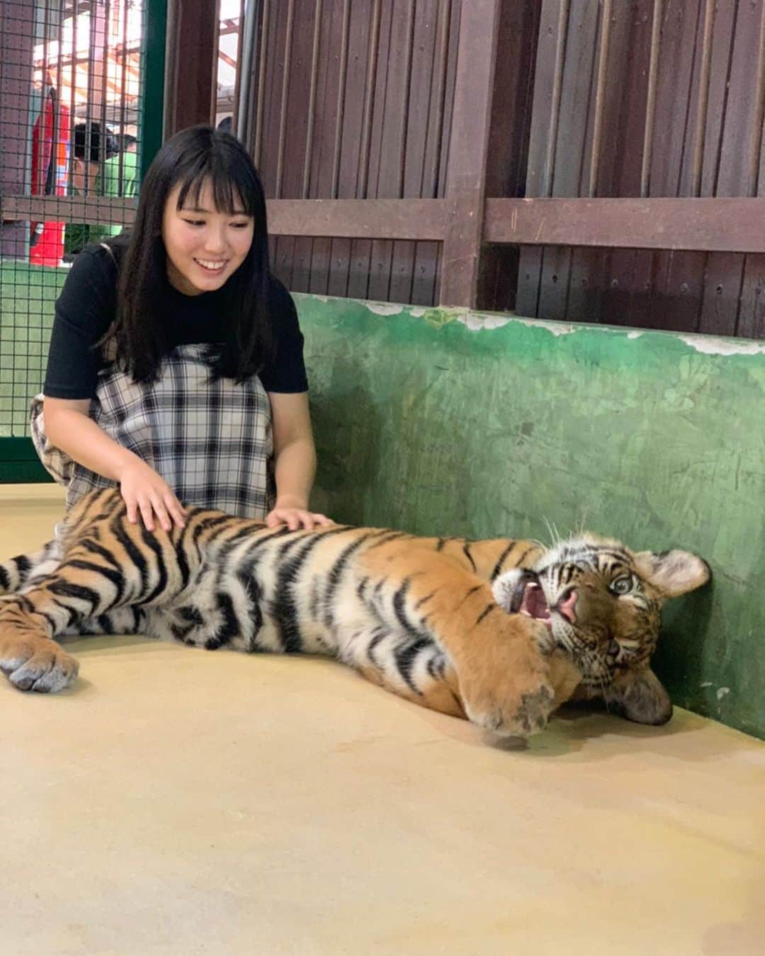 沢口愛華さんのインスタグラム写真 - (沢口愛華Instagram)「トラさんと仲良くなってきました。 よしおくん。と日本に帰ってきました。」1月17日 19時29分 - sawaguchi_aika_official