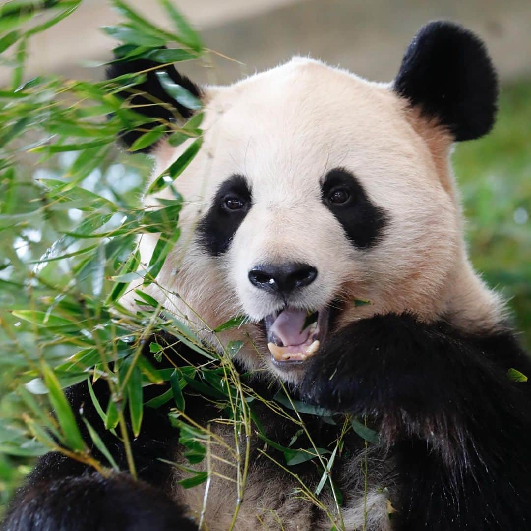 パンダ（白浜）さんのインスタグラム写真 - (パンダ（白浜）Instagram)「🌸🌸🌸 桜浜 in bamboo  #ADVENTUREWORLDPANDAS #baby #HELLOLITTLE #pandamental #hellopanda #ハローリトル #ハローパンダ #パンダグラビア and #panda #pandababy 🐼🐼🐼」1月17日 19時38分 - hellopanda_book