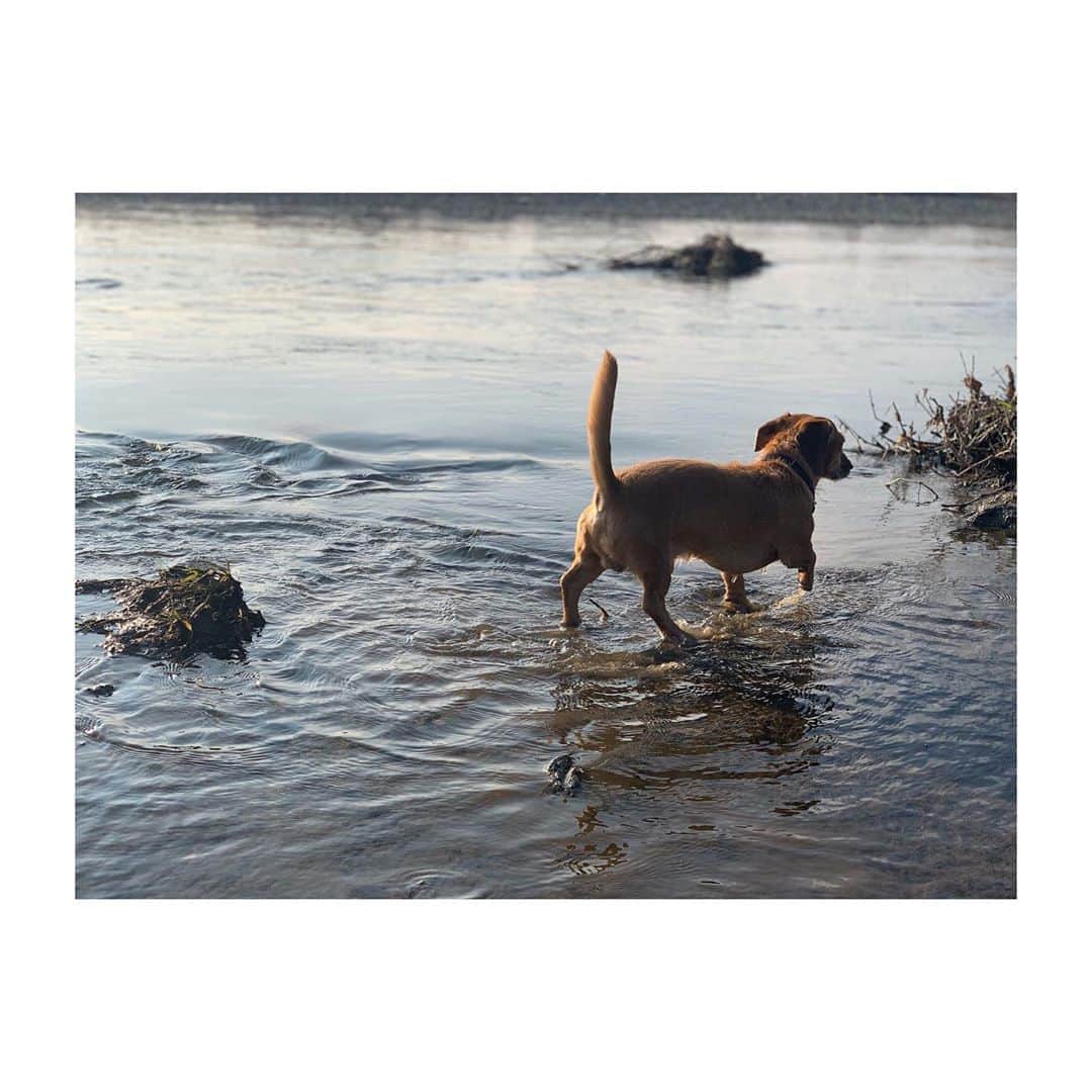 U-YEAH のインスタグラム：「#walkthedog  #さむくないのかな」