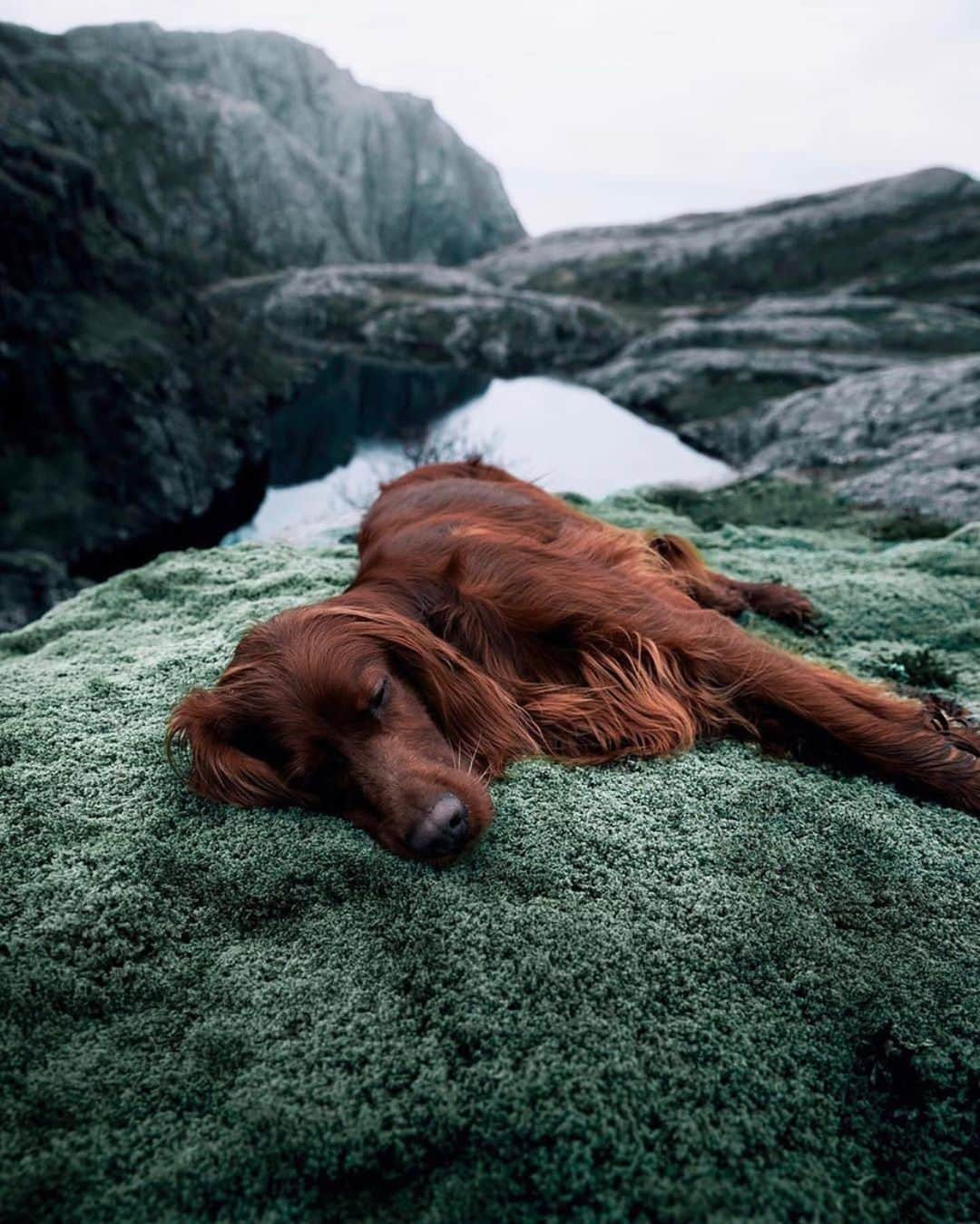 Animalsさんのインスタグラム写真 - (AnimalsInstagram)「Troja loves exploring the Norwegian wilderness! 🐕 Photos by @george_and_troja . . . .  #cute #love #goals #perfect #stylish #inspiration #amazing #fashionpost #beautiful #girl #beach #streetstyle #bestoftheday #fashioninsta #fashionblog #photooftheday #style #flowers #babies #fashionable #gorgeous #balcony #baby #fashion #dress #babe #insta_animall #newyear #norway」1月17日 22時58分 - insta_animall