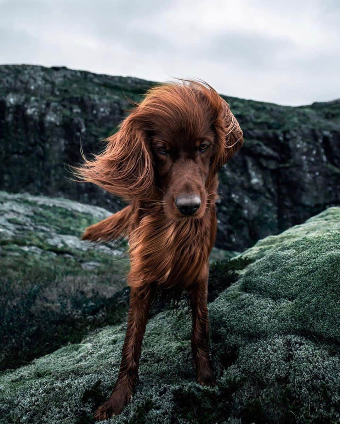 Animalsさんのインスタグラム写真 - (AnimalsInstagram)「Troja loves exploring the Norwegian wilderness! 🐕 Photos by @george_and_troja . . . .  #cute #love #goals #perfect #stylish #inspiration #amazing #fashionpost #beautiful #girl #beach #streetstyle #bestoftheday #fashioninsta #fashionblog #photooftheday #style #flowers #babies #fashionable #gorgeous #balcony #baby #fashion #dress #babe #insta_animall #newyear #norway」1月17日 22時58分 - insta_animall