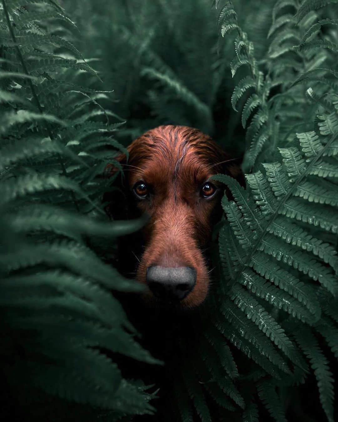 Animalsのインスタグラム：「Troja loves exploring the Norwegian wilderness! 🐕 Photos by @george_and_troja . . . .  #cute #love #goals #perfect #stylish #inspiration #amazing #fashionpost #beautiful #girl #beach #streetstyle #bestoftheday #fashioninsta #fashionblog #photooftheday #style #flowers #babies #fashionable #gorgeous #balcony #baby #fashion #dress #babe #insta_animall #newyear #norway」