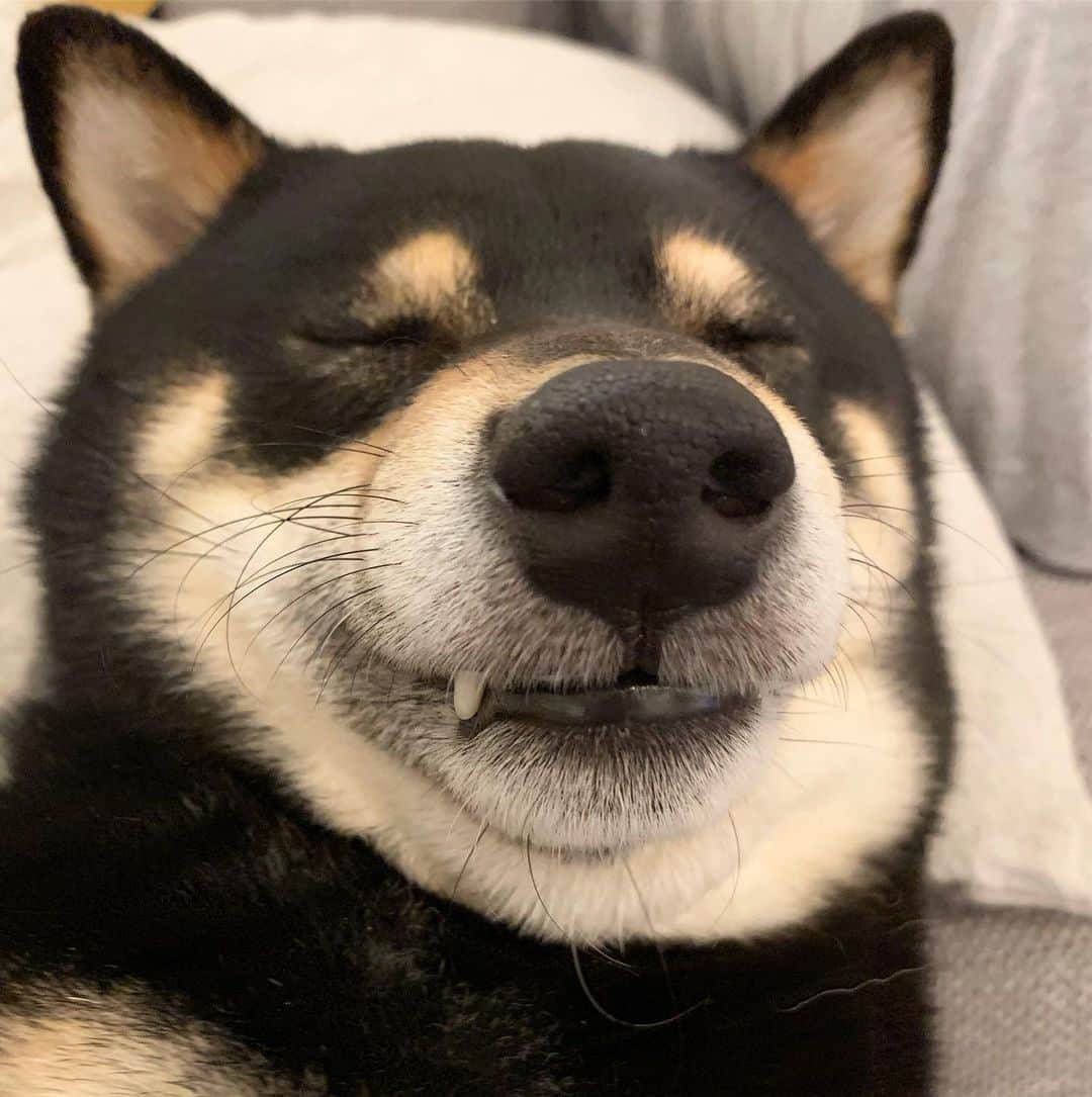 ?Fricko the Shiba Inu?のインスタグラム：「Who want to kiss this sleeping beauty?😉 🐾 🐾 🐾 🐾 #Keaton #🐶 #shiba #shibainu #dog #柴犬 #黒柴 #子犬 #shibalovers #shibaholics #dogoftheday #dogslife #weeklyfluff  #dogstagram  #dogscorner #shibapuppy #puppiesofinstagram」