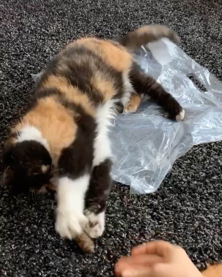のインスタグラム：「Pudge avoids touching rugs like they are lava, unless she’s safe on a plastic bag raft (that she kinda doesn’t completely fit on) #therugislava #pudgethecat  Turd toy from @meowbox (not a real turd)」