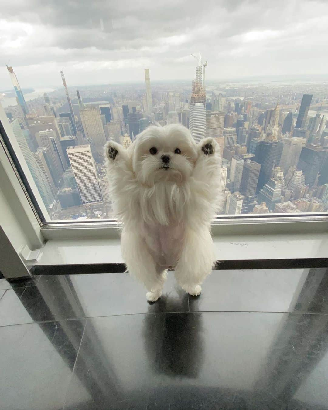 Instagramさんのインスタグラム写真 - (InstagramInstagram)「She’s on top of the world. Meet Coco (@cocothemaltesedog), today’s #WeeklyFluff who said hello from the 102nd floor of the Empire State Building.⁣ ⁣ When she’s not traveling to take in the sights, Coco volunteers as a therapy dog at her local children’s hospital in Phoenix, spreading joy and happiness. 💕⁣ ⁣ Photo by @cocothemaltesedog」1月18日 4時23分 - instagram