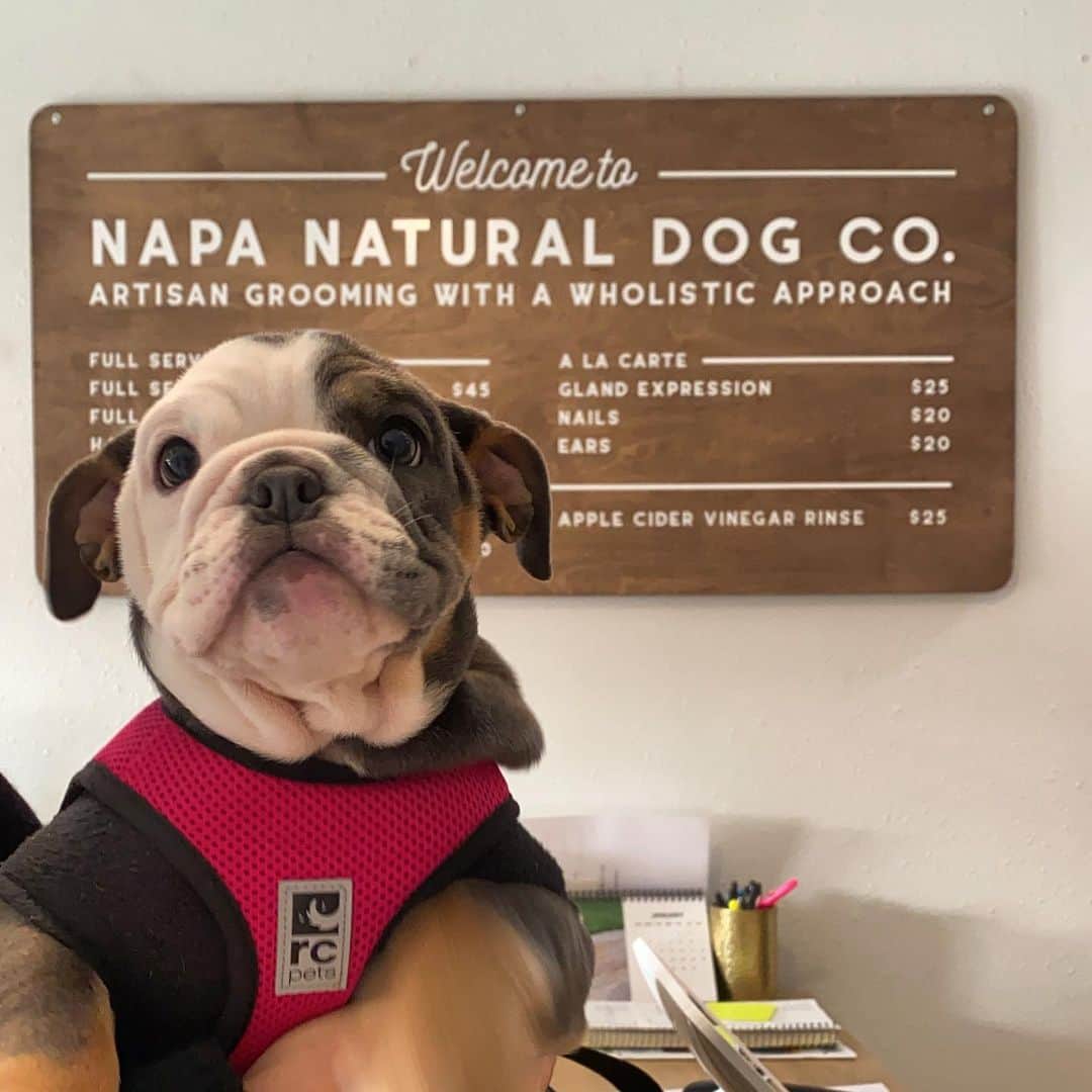 Dogs by Ginaのインスタグラム：「New girl in town 💗🥰 #donapa #dogsofnapavalley #bulldogsofinstagram #visitnapa」