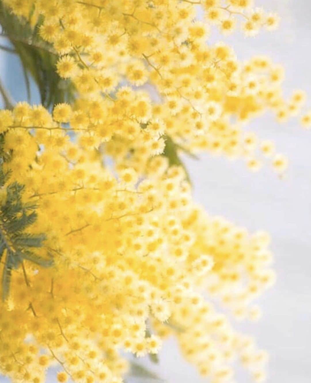 ポールカさんのインスタグラム写真 - (ポールカInstagram)「Celebrating the weekend with lush mimosa… and suddenly it feels like Spring. Regram @l_editeur - Tous les vendredis soirs devraient avoir la couleur d’un mimosa en floraison.  #Regram @L_editeur #MimosaFlower #Smellslikespring #Florals #PauleKa #Inspo」1月18日 5時00分 - paulekaofficiel