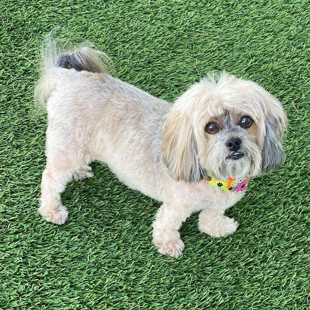 ロゼリン・サンチェスさんのインスタグラム写真 - (ロゼリン・サンチェスInstagram)「And just like that she became a little “ratoncito”!!! New hair do for #MARACA She’s doing so well! Again, thank you for the awesome energy sent her way! Estamos gozando con la Mari!! A ver cómo nos trata los siguientes meses.... #fuckcancer」1月18日 5時37分 - roselyn_sanchez