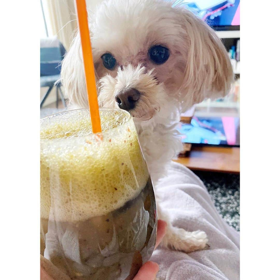 May Pakdee メイ パクディさんのインスタグラム写真 - (May Pakdee メイ パクディInstagram)「Interested in #greensmoothie ?🥬😂 my curious #maltipoo . . . . いつも飲もうとしているグリーンスムージー、ピーナッツが興味深そうにじっと見ています🙈🐶 今日はぶどう🍇ほんれんそう🥬みかん🍊苺🍓 . . .  #dogs #lovequotes #maltipoo #puppies #beautiful #itsaboy #peanutbutter is basically #loveofmylife  #マルプー　#男の子　#マルプー連合 #ワンちゃん #犬 #สุนัข #น่ารัก #ตัวเล็ก」1月18日 15時15分 - maypakdee