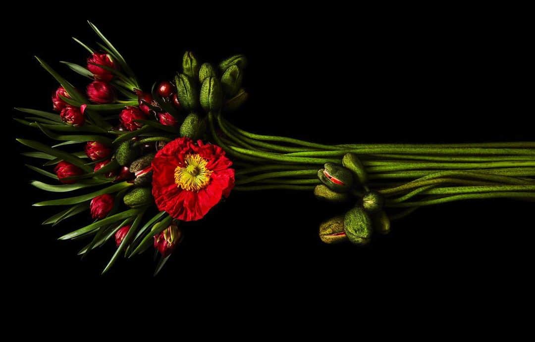 椎木俊介のインスタグラム：「Flowers #東信花樹研究所 #東信 #shiinokishunsuke #makotoazuma #azumamakoto #amkk #amkkproject #flowers #flowerart」