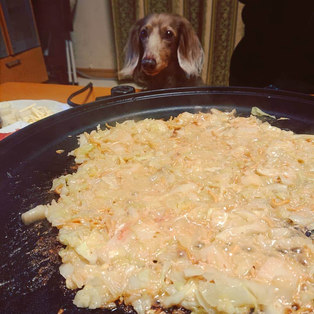 くるみんのインスタグラム：「* 昨日はおうちでもんじゃ焼きしました こむぎさん、チーズの香りにクンクンペロペロ😆 * #ミニチュアダックスフンド #ミニチュアダックスフント #ミニチュアダックス #イザベラタン #イザベラ #ダックス多頭飼い #ダックスフント #ダックスフンド #ダックス #わんこなしでは生きていけません会 #いぬばか部 #いぬすたぐらむ #短足部 #もんじゃ焼き #おうちもんじゃ #dachshundgram #dachshund #dogstagram #instagramdog #instadachs #instadog #inustagram #kyounodachs #todayswanko #7pets_1day #だっくすふんど #だっくす #犬のいる生活 #犬のいる暮らし #pecoいぬ部」