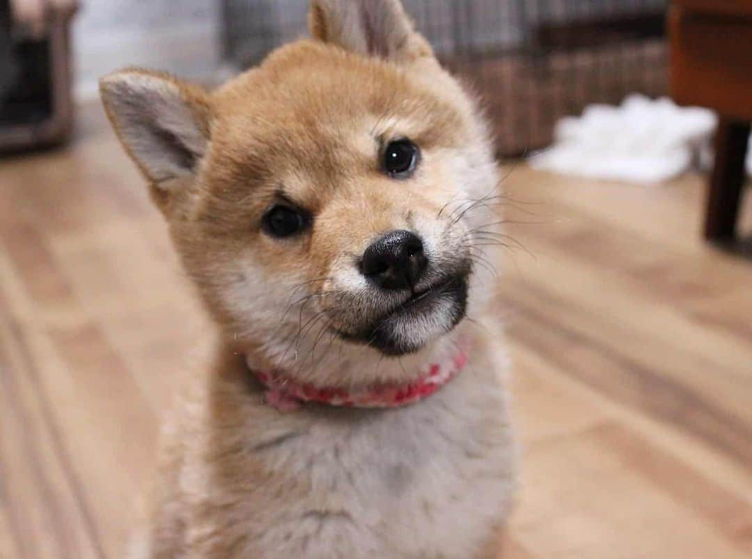 柴犬たま Shibainu Tamaのインスタグラム