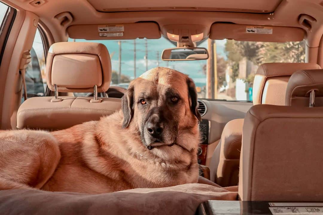 吉松育美さんのインスタグラム写真 - (吉松育美Instagram)「. He has own bed so he loves chilling in the car. 🐶 . Sometimes he doesn't even come out from the car😅💦 . Such a gentle giant...❤Do you have any idea how much his waights??😳 . . バディーさん久々のインスタ登場です💯👍 . 車の後部座席はバディーのためにフルフラットでベッドも完備🐶✨ . 居心地良すぎて本人が車から出てこない時もよくあります😅💦💦💦(笑) . バディーの毛の色に合わせて車内もバディー色。ジャケットもコートも何だかバディー色ばかりに💦😅毛がついても目立たないように(笑) . ペットあるあるでしょうね🐶😂🐶😂 . さあ、ここでクイズ👍💯バディーの体重は何キロでしょー????? . . . . #bigdoglover #bigdoglife #kangals #kangallife #anatolianshepard #anatoliansheparddog #大型犬のいる暮らし #大型犬好き #大型犬と暮らす #ワンちゃんと一緒 #カンガル犬 #バディー #ロサンゼルス生活 #海外生活 #大型犬」1月18日 9時59分 - ikumiyoshimatsu