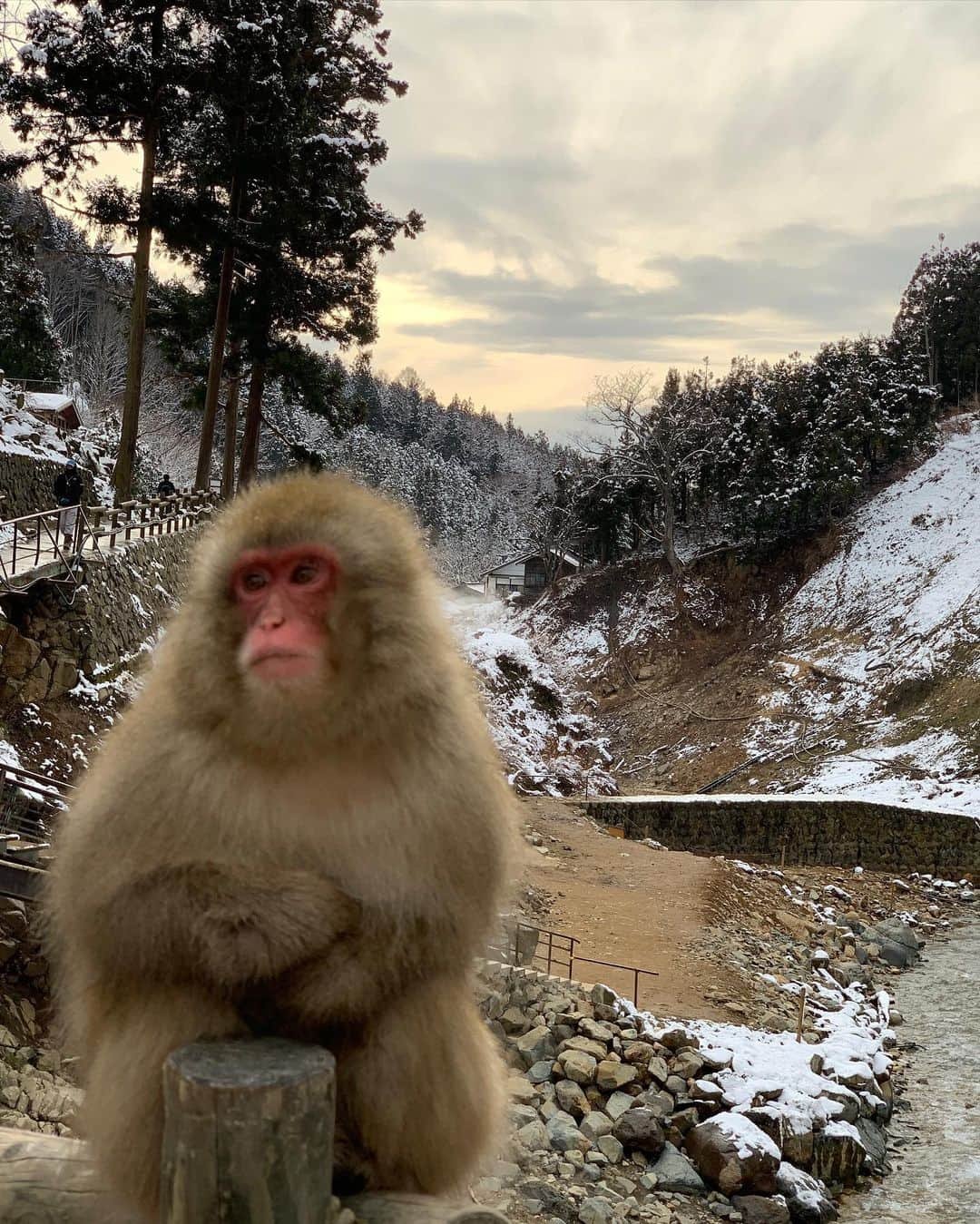 成瀬心美さんのインスタグラム写真 - (成瀬心美Instagram)「🐒 . . れいちぇると2泊3日で 長野県へ行ってきました！✨ . . 軽井沢のアウトレットに行ったり 市内に移動して 雪山や温泉に入る かわいいお猿さんを見たり😍 . . とても長野県は寒かったけど 貴重な体験が出来ました！！ . . れいちぇるは長野県で 番組を持っているので 「ここは〜でね」 って沢山アテンドしてくれて なんか凄く嬉しかったなぁ。 . . 日頃お世話になってる方と ご飯を食べながら 知らないれいちぇるの お話を聞けたのは なんだか幸せでした(好き . . 2人でプラン考えて ホテルも素泊まりで 激安なところ見つけたり 一緒にお風呂入ったり 今回の旅行も 楽しかったー✨ . . なんかひたすら話して笑ってたから あまり他の写真がないなぁ！笑 . . #nagano #karuizawa #monkey #snowmonkeypark #長野 #旅行 #お猿さん #instagram #instapic」1月18日 12時12分 - coco3ndazo