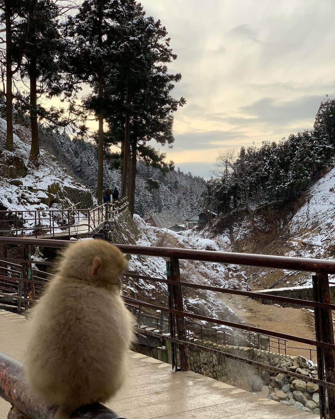 成瀬心美さんのインスタグラム写真 - (成瀬心美Instagram)「🐒 . . れいちぇると2泊3日で 長野県へ行ってきました！✨ . . 軽井沢のアウトレットに行ったり 市内に移動して 雪山や温泉に入る かわいいお猿さんを見たり😍 . . とても長野県は寒かったけど 貴重な体験が出来ました！！ . . れいちぇるは長野県で 番組を持っているので 「ここは〜でね」 って沢山アテンドしてくれて なんか凄く嬉しかったなぁ。 . . 日頃お世話になってる方と ご飯を食べながら 知らないれいちぇるの お話を聞けたのは なんだか幸せでした(好き . . 2人でプラン考えて ホテルも素泊まりで 激安なところ見つけたり 一緒にお風呂入ったり 今回の旅行も 楽しかったー✨ . . なんかひたすら話して笑ってたから あまり他の写真がないなぁ！笑 . . #nagano #karuizawa #monkey #snowmonkeypark #長野 #旅行 #お猿さん #instagram #instapic」1月18日 12時12分 - coco3ndazo