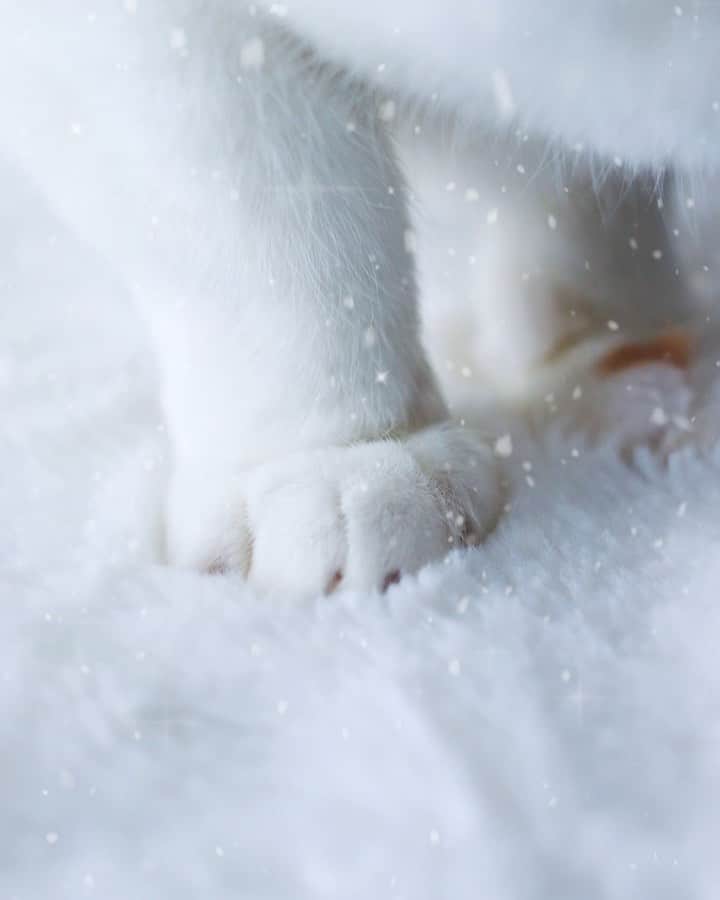 のインスタグラム：「・ ・ 東京は雪が 降り始めましたよ…❄️ ・  積もるかなぁ👀 ・  皆さま暖かに… 穏やかな週末を…🐾😺♡ ・ ・ ・  2020.1.18 #初雪 #❄️ #🐾 #ねこのいる暮らし」