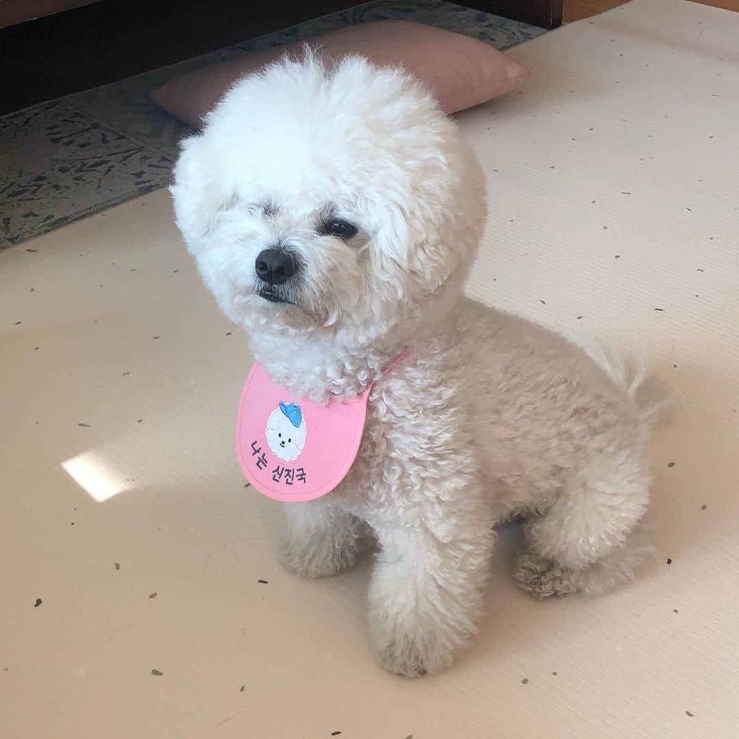 シン・セギョンのインスタグラム：「🐶🐶:감사합니다❣️」