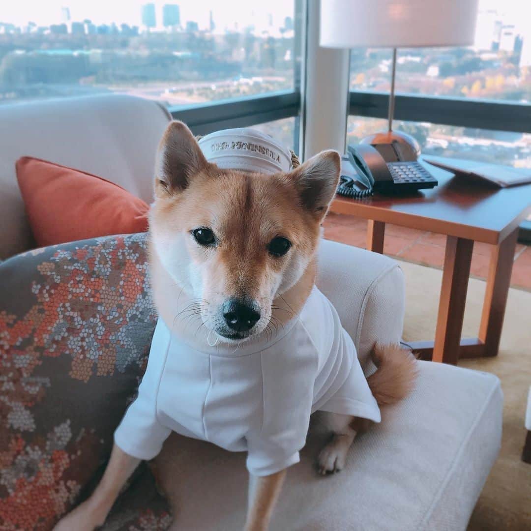 のインスタグラム：「ザ・ペニンシュラ東京のページのユニフォームを身に纏った可愛らしいお客さま🐶 @kotetsun123、ご滞在はお楽しみいただけましたでしょうか。またお迎えできますことを楽しみにお待ちしています♪ Can this Page Pup get any cuter? We hope you enjoyed your stay with us, @kotetsun123!⠀ ⠀ #ペニンシュラ東京 #ラグジュアリー #ホテル #愛犬 #ペットと泊まれるホテル  #thepeninsulatokyo #luxuryhotel #dogfriendly #petprogram #shibainu」