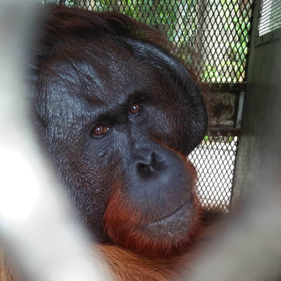 OFI Australiaさんのインスタグラム写真 - (OFI AustraliaInstagram)「Adult cheekpadder rescued from palm oil plantation last week by OFI ready for translocation to a safe forest area.  _____________________________________ 🐒 OFIA Founder: Kobe Steele 💌 kobe@ofiaustralia.com | OFIA Patron and Ambassador: @drbirute @orangutanfoundationintl |  www.orangutanfoundation.org.au 🐒  #orangutan #orphan #rescue #rehabilitate #release #BornToBeWild #Borneo #Indonesia #CampLeakey #orangutans #savetheorangutans #sayNOtopalmoil #palmoil #deforestation #destruction #rainforest #instagood #photooftheday #environment #nature #instanature #endangeredspecies #criticallyendangered #wildlife #orangutanfoundationintl #ofi #drbirute #ofi_australia #ofia #FosterAnOrangutan」1月18日 13時32分 - ofi_australia