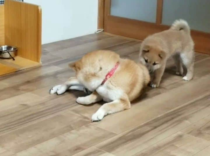 柴犬たま Shibainu Tamaのインスタグラム