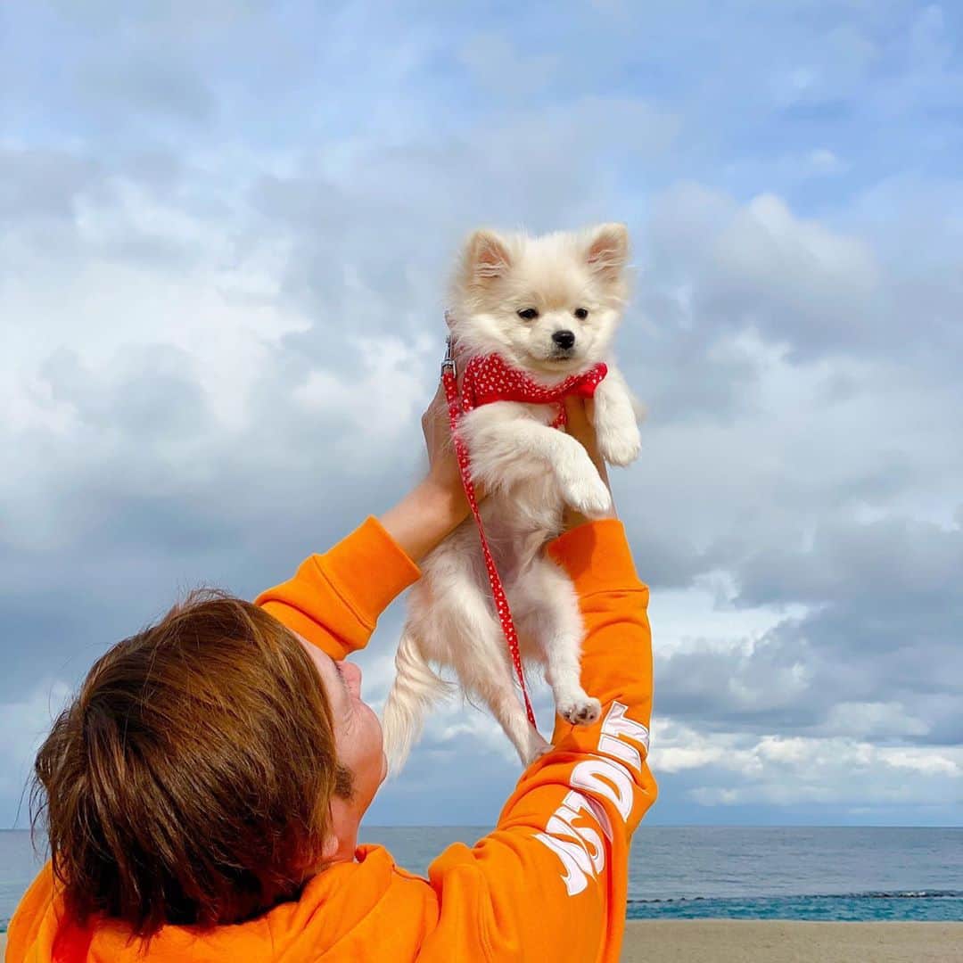 太陽チャンネルのインスタグラム：「. 海に行った🐶 楽しかった🐶 ぽこ . #ポメラニアン #生後4ヶ月 #ポメラニアンパピー #猿期 #初めての海」