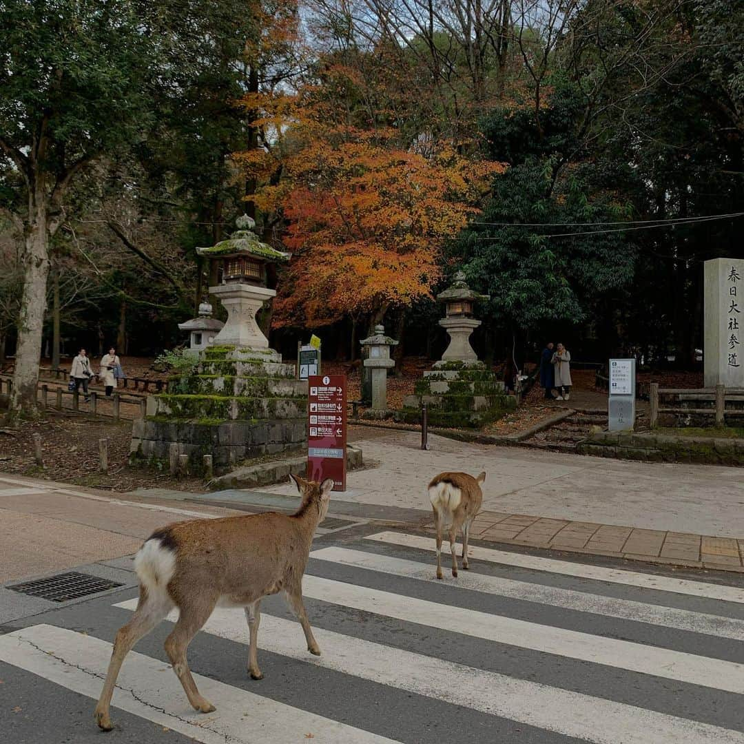 小林サラさんのインスタグラム写真 - (小林サラInstagram)「📍Nara」1月18日 14時41分 - saratames