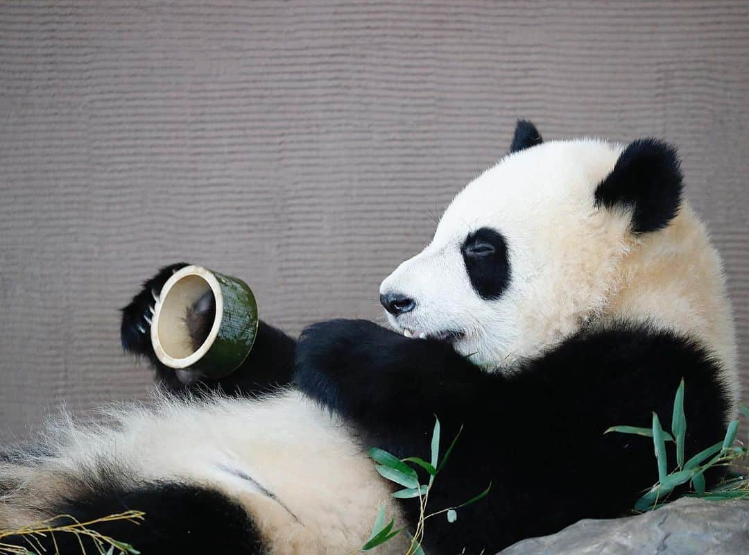 パンダ（白浜）さんのインスタグラム写真 - (パンダ（白浜）Instagram)「🐼😊🐼 #彩浜 on favorite rocks  #ADVENTUREWORLDPANDAS #baby #HELLOLITTLE #pandamental #hellopanda #ハローリトル #ハローパンダ #パンダグラビア and #panda #pandababy 🐼🐼🐼」1月19日 1時25分 - hellopanda_book