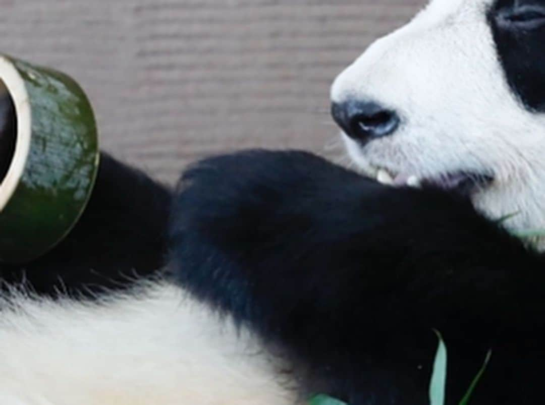 パンダ（白浜）さんのインスタグラム写真 - (パンダ（白浜）Instagram)「🐼😊🐼 #彩浜 on favorite rocks  #ADVENTUREWORLDPANDAS #baby #HELLOLITTLE #pandamental #hellopanda #ハローリトル #ハローパンダ #パンダグラビア and #panda #pandababy 🐼🐼🐼」1月19日 1時25分 - hellopanda_book