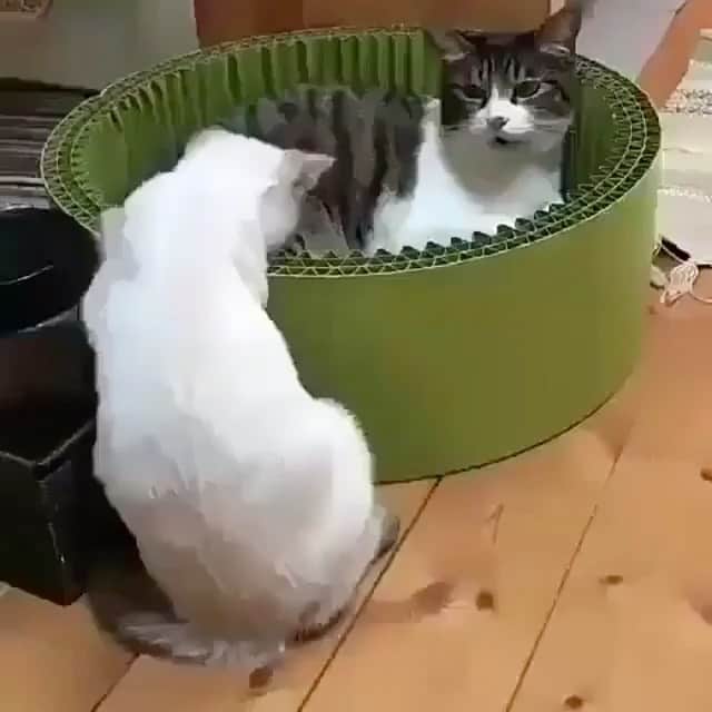 のインスタグラム：「#caturday 🙀 (sound on 🎧)」